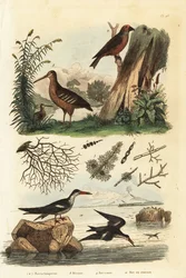 Słonka, Scolopax rusticola, krzyżodziób świerkowy, Loxia curvirostra, i nożycodziobek czarny, Rynchops niger, słonka, krzyżodziób i nożycodziobek