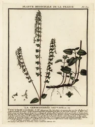 Omanka leśna, Teucrium scorodonia.