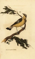 Muchołówka żółtodzioba , Ficedula zanthopygia. 1815 (grawerowanie)