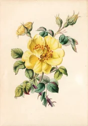 Róża żółta, Rosa lutea, z książki Roberta Tyasa "Queen of Flowers, or Memoirs of the Rose", Londyn