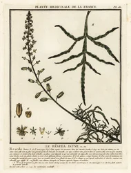 Żółta buława, Reseda lutea.