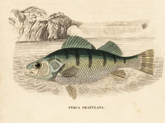 Okoń żółty, Perca flavescens (okoń granulowany, Perca granulata). Ręcznie kolorowany staloryt z Galerii Historii Naturalnej Georga Friedricha Treitschke, Naturhistorischer Bildersaal des Thierreiches, Liepzig-1842.