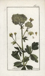 Pigwowiec żółty (Thalictrum flavum). Litografia z "Afbeelding der Artseny-Gewassen" Johannesa Zorna (1739-1799), Holandia