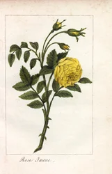 Żółty róż, żółty róż, Rosa lutea. Ręcznie kolorowany miedzioryt z ilustracji panny Prudhomme z "Hommage rendu a la Rose", Paryż, około 1815 roku. Książka upominkowa z historią róży i tuzinem miniatur botanicznych.