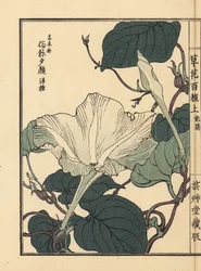 Yuugao, hyoutan, tykwa lub kwiat tykwy butelkowej, Lagenaria siceraria. Ręcznie kolorowany drzeworyt autorstwa Kono Bairei z Kusa Bana Hyakushu (Sto odmian kwiatów), Tokio, Yamada
