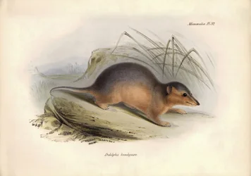 Zoologia: "Didelphis brachiura" z rodziny oposów opisany przez Karola Darwina podczas jego podróży badawczej na pokładzie statku Beagle. Plansza z "Zoologii podróży H.M.S. Beagle pod dowództwem kapitana Fitzroya w latach 1832-1836".