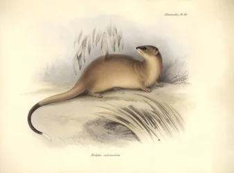 Zoologia: "Didelphis crassicaudata" z rodziny oposów opisany przez Karola Darwina podczas jego podróży badawczej na pokładzie statku Beagle. Plansza z "Zoologii podróży H.M.S. Beagle pod dowództwem kapitana Fitzroya w latach 1832-1832".