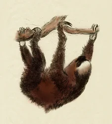 Zoologia: leniwiec (Bradypus tridactylus)