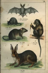 Zoologia: przedstawienie nietoperza, myszy, szczura, małpy, zająca. Talerz z francusko-niemieckiego słownika dla dzieci