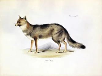 Zoologia: przedstawienie lisa "Canis Azarae" z Ameryki Południowej opisanego przez Karola Darwina podczas jego podróży na pokładzie statku Beagle. Plansza z książki "Zoologia podróży H.M.S. Beagle pod dowództwem kapitana Fitzroya w latach 1832-1836".