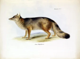 Zoologia: przedstawienie lisa południowoamerykańskiego "Canis fulvipes" opisanego przez Karola Darwina podczas jego podróży na pokładzie statku Beagle. Plansza z "Zoologii podróży H.M.S. Beagle pod dowództwem kapitana Fitzroya w latach 1832-1836".