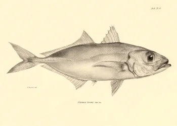 Zoologia: przedstawienie ryby "Caranx torvus" opisanej przez Karola Darwina podczas jego podróży na pokładzie statku Beagle. Plansza z "Zoologii podróży H.M.S. Beagle pod dowództwem kapitana Fitzroya w latach 1832-1836".