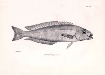 Zoologia: przedstawienie ryby "Latilus princeps" opisanej przez Karola Darwina podczas jego podróży na pokładzie statku Beagle. Plansza z "Zoologii podróży H.M.S. Beagle pod dowództwem kapitana Fitzroya w latach 1832-1836".