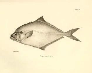 Zoologia: przedstawienie ryby "Paropsis signata" opisanej przez Karola Darwina podczas jego podróży na pokładzie statku Beagle. Plansza z "Zoologii podróży H.M.S. Beagle pod dowództwem kapitana Fitzroya w latach 1832-1836".