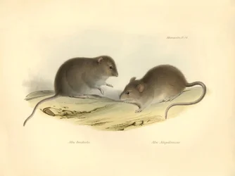 Zoologia: "Mus brachiotis" i Mus "Magellanicus" (szczury) opisane przez Karola Darwina podczas jego podróży badawczej na pokładzie statku Beagle. Plansza z "The Zoology of the voyage of H.M.S. Beagle under the command of Captain Fitzroy during the years 18