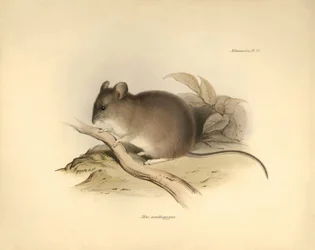 Zoologia: "Mus xanthopygus" lub mysz xanthopygus opisana przez Karola Darwina podczas jego podróży badawczej na pokładzie statku Beagle. Plansza z "Zoologii podróży H.M.S. Beagle pod dowództwem kapitana Fitzroya w latach 1832-1836".