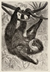 Zoology: unau or lazy opisuje i ilustruje Carlo Vogt i Federico Specht w "Natural history illustree: mammals" 1884.