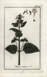 catary lub kocimiętka (Nepeta cataria). Litografia z "Afbeelding der Artseny-Gewassen" Johannesa Zorna (1739-1799), Holandia