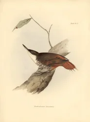 ornitologia: "Dendrodamus leucosternus" ptak Ameryki Południowej zaobserwowany i opisany przez Karola Darwina (1809-1882). Plansza z "Zoologii podróży H.M.S. Beagle. Flight. III, Ptaki opisane przez Johna Goulda, z uwagą o ich zwyczajach przez Charl