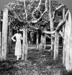 Wśród korzeni drzewa figowego, Kalkuta, Indie, 1900.