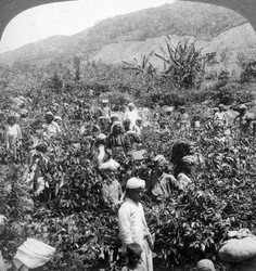 Zbiór kawy w posiadłości Sir Thomasa Liptonsa, Dambutenne, Sri Lanka, 1903.