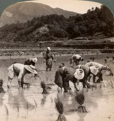 Robotnicy rolni przesadzający pędy ryżu w pobliżu Kioto, Japonia, 1904
