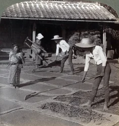 Rolnicy z bambusowymi grabiami rozrzucają proso na matach do wyschnięcia na zimę, niedaleko Jokohamy, Japonia, 1904
