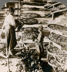 Karmienie jedwabników ich śniadaniem z liści morwy, góry Liban, Syria, 1900.