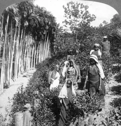 Tamilskie kobiety zbierające herbatę w posiadłości Sir Thomasa Liptona, Polgahawela, Sri Lanka, 1903.