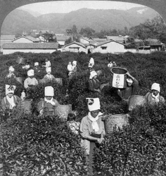 Zbieranie herbaty w Uji, Japonia, 1904.