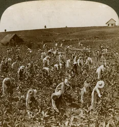 Pole tytoniu, Montpeller, Jamajka, 1900.