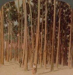 Palmy Toddy 100 stóp wysokości, Pagan, Birma, 1907. Artyści: Elmer Underwood, Bert Elias Underwood.