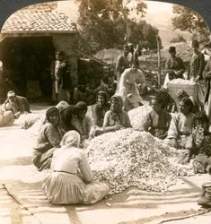 Kobiety sortujące duże stosy jedwabnych kokonów, Antiochia, Syria, 1900.