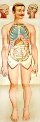 Rozkładany model edukacyjny Human Anatomy, c. 1895