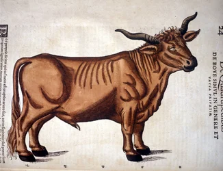 Bydło z „Historia Animalium” Conrada Gessnera, Tiguri 1560. Biblioteca Nazionale Braidense, Mediolan.