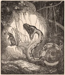 Boa dusiciel otwierający paszczę, by pożreć królika (grawerunek)