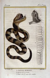 Grzechotnik. Talerz zaczerpnięty z traktatu historii naturalnej „Dzieła Buffona” autorstwa przyrodnika Georgesa Louisa Leclerca, hrabiego Buffon (1707 - 1788). 19 wiek