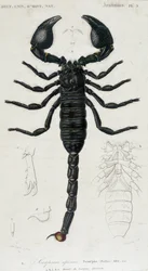 Skorpion afrykański - tablica historii naturalnej