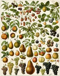 Rolnictwo: Tablica botaniczna przedstawiająca jadalne owoce (wiśnia, malina, truskawka, jagoda, brzoskwinia, morela, orzechy, winogrona, gruszka, orzech laskowy, figa, jabłko, śliwka...). Litografia kolorowa.