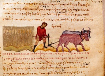 Rolnictwo: scena orki. Miniatura z branży myśliwskiej „Cynegetyka” autorstwa Oppiana (Oppian lub Oppianus) z Syrii (III w. n.e.) poświęcona Karakalli. Wenecja z XI wieku. Biblioteca Marciana