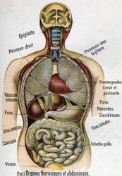 Anatomia: narządy klatki piersiowej i jamy brzusznej (jelito, wątroba, trzustka, płuco itd.) w La nouvelle médication naturelle F. E. Bilza, 1898.
