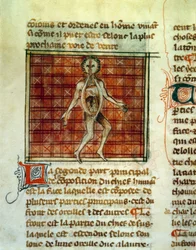 Anatomia ludzkiego ciała. Miniatura z lecznictwa Henri de Mondeville lub Hermondaville (1260-1320), chirurga Philippe le Bel. Paryż, B.N.