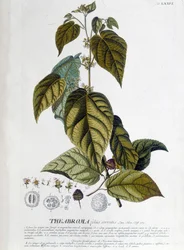 Herbata Arbroma - deska botaniczna