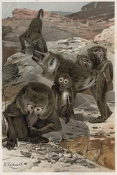 Pawian - Pawiany (Cercopithecinae) - grawer z „”Życie zwierząt Brehma”” autorstwa Alfreda Edmunda Brehma (1829-1884)