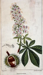 Deska botaniczna - Kwiaty, liście i owoce kasztanowca
