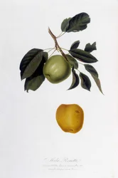 Deska botaniczna: Reinette Apple (Mela Renetta).