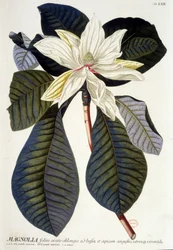Tablica botaniczna: Magnolia, kwiat i gałąź. b.d. 19 wiek.