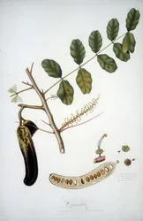 Tablica botaniczna: gałąź chleba świętojańskiego (Carobba).