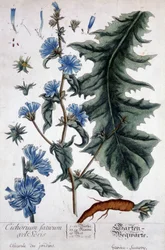Deska botaniczna: Cichorium factivum velseris (chicoree ogrodów).
