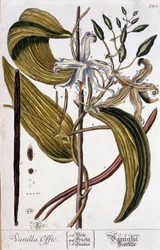 Deska botaniczna wanilii (vanilla offic) - XIX wiek